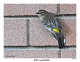 20151007 392 Yellow-rumped Warbler.jpg