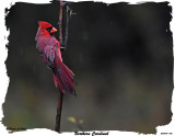 20151014 002 Northern Cardinal.jpg
