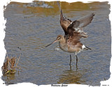20151020 611 Hudsonian Godwit.jpg