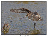 20151020 610 SERIES - Hudsonian Godwit.jpg