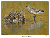 20151020 342 Hudsonian Godwit.jpg
