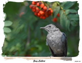 20150904 224 Gray Catbird.jpg