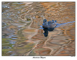 20151103 221 American Wigeon r1.jpg