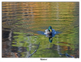 20151105 903 Mallard3.jpg