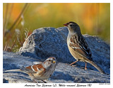 20151109 281 283 American Tree Sparrow (L) White-crowned Sparrow (R).jpg