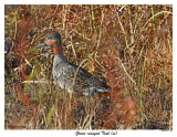 20151109 206 Green-winged Teal (m).jpg