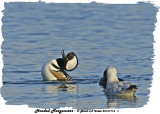 03 20131116 156 SERIES - Hooded Mergansers.jpg