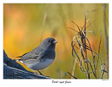 20151109 299 Dark-eyed Junco.jpg