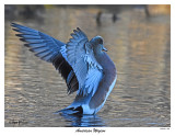20151116 352 American Wigeon.jpg