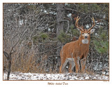 20151125 040 White-tailed Deer.jpg