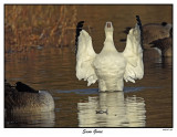 20151128 550 SERIES - Snow Goose.jpg
