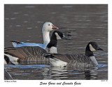 20151128 399 Snow Goose and Canada Geese.jpg