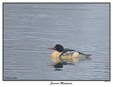 20151125 157 SERIES - Common Merganser.jpg