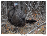 20151127 003 Wild Turkey.jpg