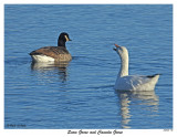 20151128 195 Snow Goose and Canada Goose.jpg