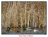 20151210 365 Northern Pintail and Mallards.jpg