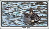 20151212 056 Northern Pintail c1.jpg