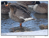 20151219-2 051 SERIES - Grearter White-fronted Goose and Canada Geese.jpg