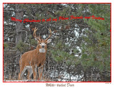 20151125 041 White-tailed Deer.jpg