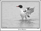 20151223 075 SERIES - Common Merganser.jpg