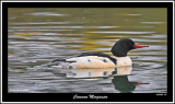 20151222 138 Common Merganser.jpg
