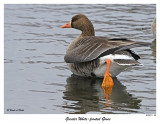 20151219-1 241 Greater White-fronted Goose.jpg