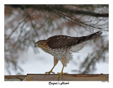 20160111 052 Coopers Hawk.jpg