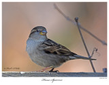 20160329 SERIES - House Sparrow DSC_7007 xxx.jpg