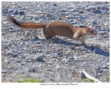 20160511 4324 SERIES - Short-tailed Weasel.jpg