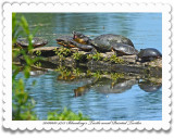 20160610 4753 Blandings Turtle2.jpg