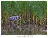 20160709 3373 SERIES - Great Blue Heron.jpg