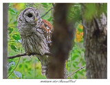 20160930 3871 Barred Owl.jpg