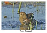 20120924 088 Rusty Blackbird.jpg