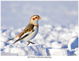 20170102 1198 Snow Bunting.jpg