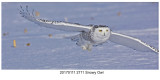 20170111 2711 Snowy Owl r1.jpg