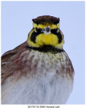 20170110 2292 c1 SERIES - Horned Lark.jpg