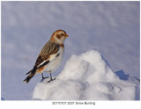 20170107 2037 Snow Buntingj.jpg