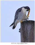 20170119-1 3239 Peregrine Falcon.jpg