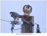 20170119-2 3056 Peregrine Falcon2.jpg