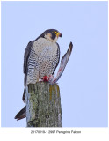 20170119-1 2997 Peregrine Falcon.jpg