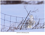 20170111 2765 Snowy Owl.jpg
