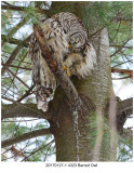 20170127-1 4323 Barred Owl.jpg