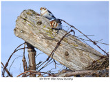 20170111 2553 Snow Bunting.jpg