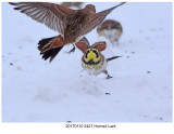 20170110 2421 Horned Lark.jpg