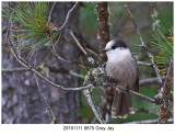 20161111 8875 Gray Jay.jpg