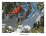 20160218-2 291  SERIES - Northern Cardinal.jpg