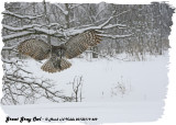 20130119 449 Great Gray Owl.jpg