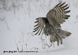 20130119 572 Great Gray Owl.jpg