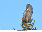 20170220 4547 Great Gray Owl.jpg