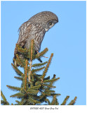 20170220 4537 Great Gray Owl.jpg